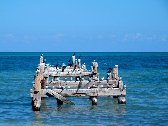  ANA SANCHEZ _ más vale pájaro en mano 