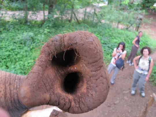  ANA SANCHEZ _ menuda trompa 