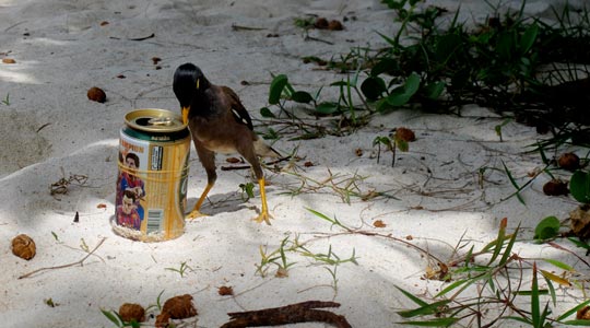  ANA SANCHEZ _ pájaro cervecero 