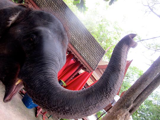  ANA SANCHEZ _ pasándoselo trompa 