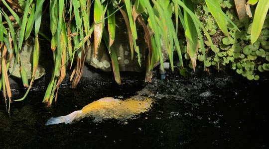  ANA SANCHEZ _ pez jacuzzi 