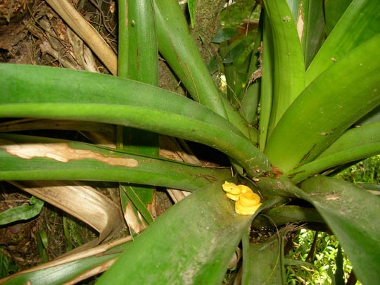  ANA SANCHEZ _ planta venenosa 