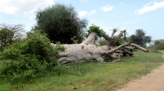  ANA SANCHEZ _ qué pasa, tronco 