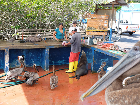  ANA SANCHEZ _ ¿quién dijo que el pescado no te deja como una foca? 