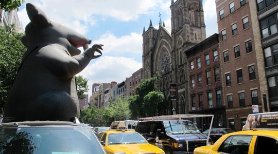  ANA SANCHEZ _ rata de ciudad 