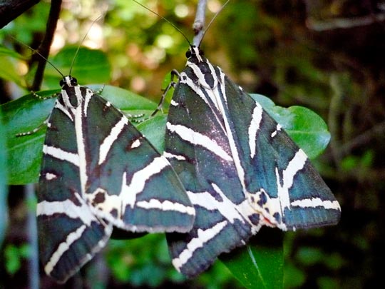  ANA SANCHEZ _ san valentín 