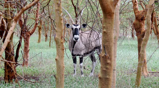  ANA SANCHEZ _ se dejó los cuernos posando 