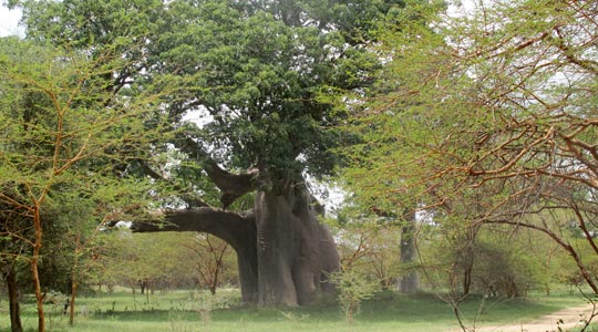  ANA SANCHEZ _ tiene madera de elefante 