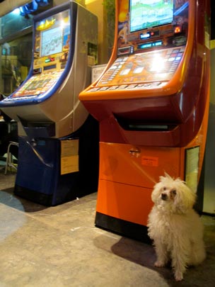  ANA SANCHEZ _ tragaperra 