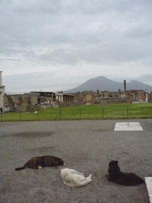  ANA SANCHEZ _ turismo de perros 