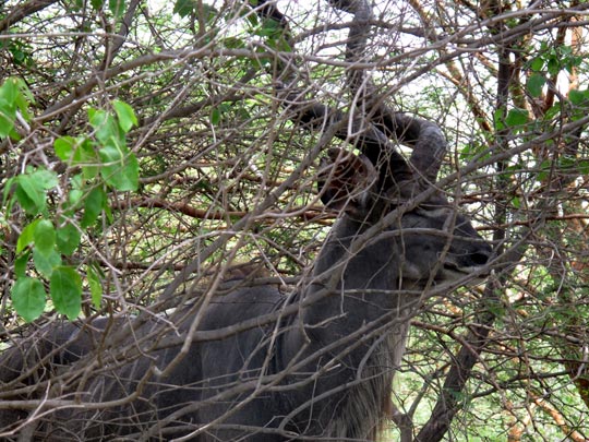  ANA SANCHEZ _ un cornudo camuflado 