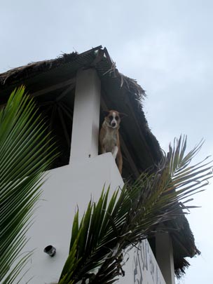  ANA SANCHEZ _ un día de perros 