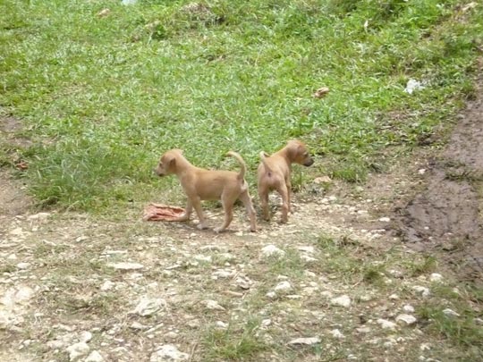  ANA SANCHEZ _ una mañana de perros 