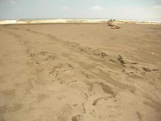  ANA SANCHEZ _ una tortuga (1) 