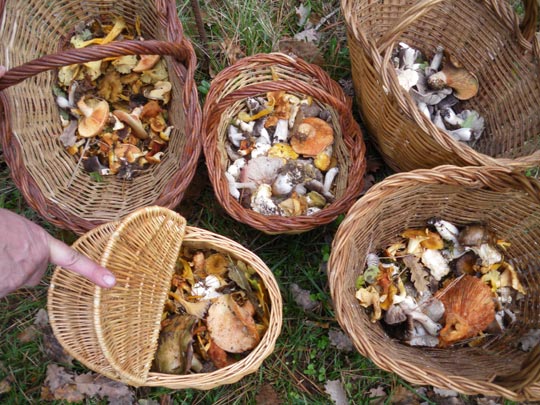  PAU ARENÓS _ otoño 