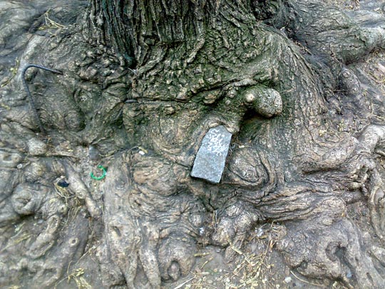  BERTO ROMERO _ el árbol engullidor 