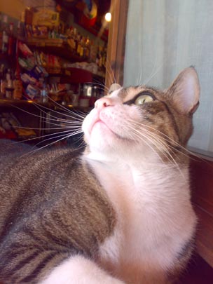  BERTO ROMERO _ gato. estímulo cenital 