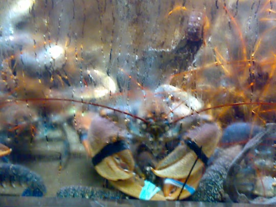  BERTO ROMERO _ guantánamo crustáceo 