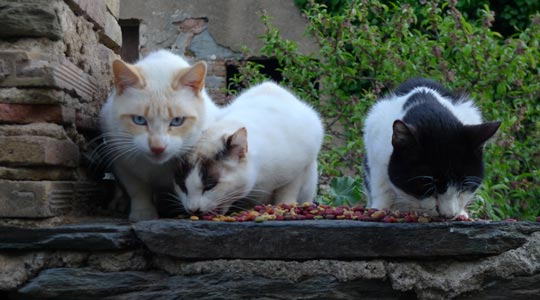  BERTO ROMERO _ hora de comer 