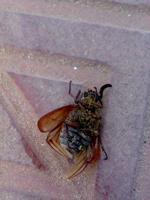  BERTO ROMERO _ insecto cadáver 