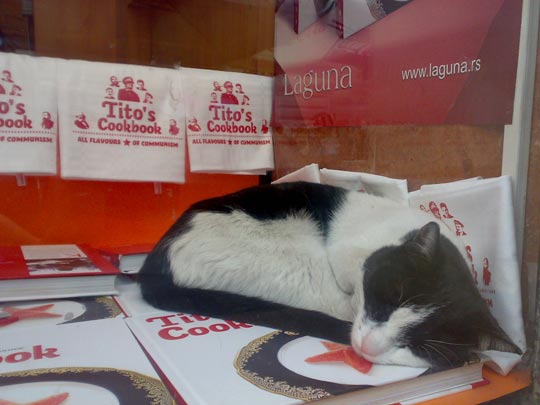  BERTO ROMERO _ literatura y gato 