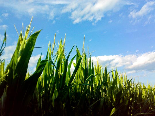  BERTO ROMERO _ maíz sin chicos 
