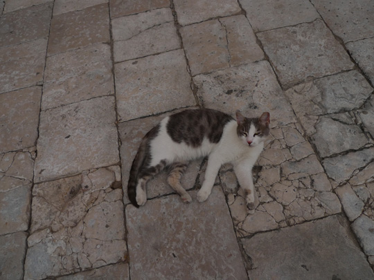  BERTO ROMERO _ mimetismo 