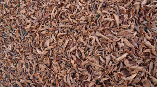  BERTO ROMERO _ otoño (1) 