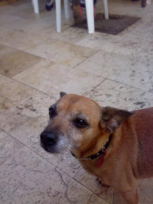  BERTO ROMERO _ perrete (1) 