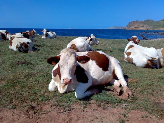  BERTO ROMERO _ siesta 