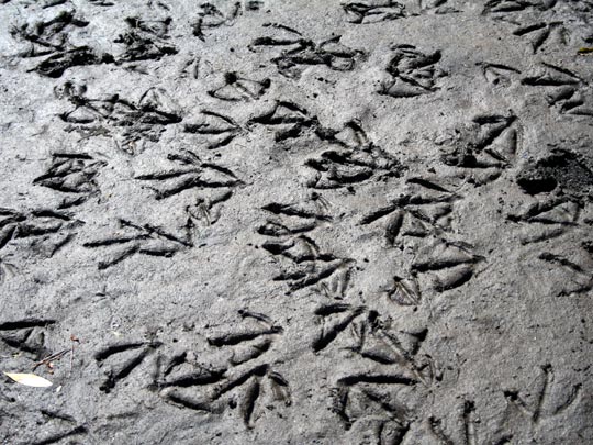  EDU SOTO _ con rastro 