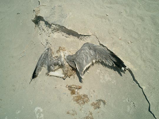  EDU SOTO _ fénix, ese mito 