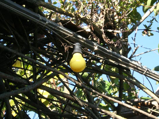  EDU SOTO _ limón eléctrico 