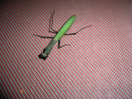  EDU SOTO _ ¡qué palo de insecto! 