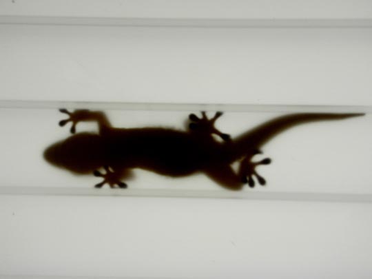  FRANCESC FÀBREGAS _ animal de cº 