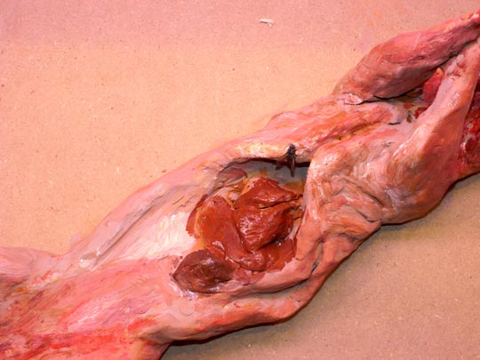  FRANCESC FÀBREGAS _ animal de compañía 