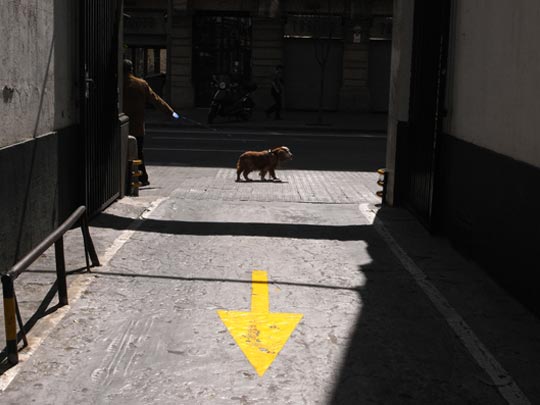  FRANCESC FÀBREGAS _ animal discontínuo 