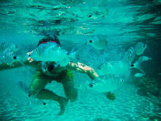  FRANCESC FÀBREGAS _ blue drag 