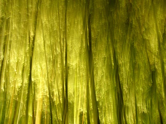  FRANCESC FÀBREGAS _ bosque verde 