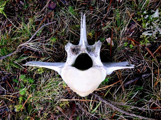  FRANCESC FÀBREGAS _ cabeza de chorlito 