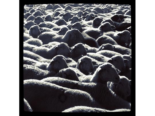  FRANCESC FÀBREGAS _ camino a europa 