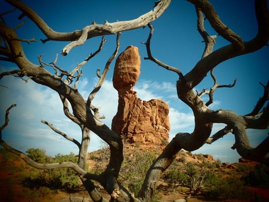  FRANCESC FÀBREGAS _ camino de vuelta 