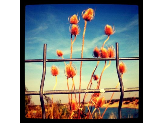  FRANCESC FÀBREGAS _ cardos de esperanza  