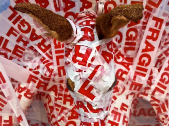  FRANCESC FÀBREGAS _ cuernos frágiles 