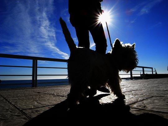  FRANCESC FÀBREGAS _ domingueros 