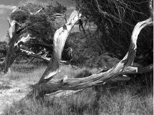  FRANCESC FÀBREGAS _ el árbol de la vida 