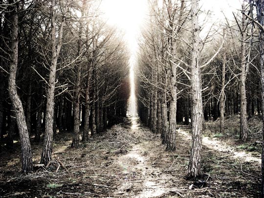  FRANCESC FÀBREGAS _ el bosc maleït 