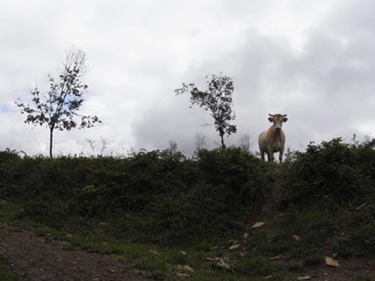  FRANCESC FÀBREGAS _ el guardián 