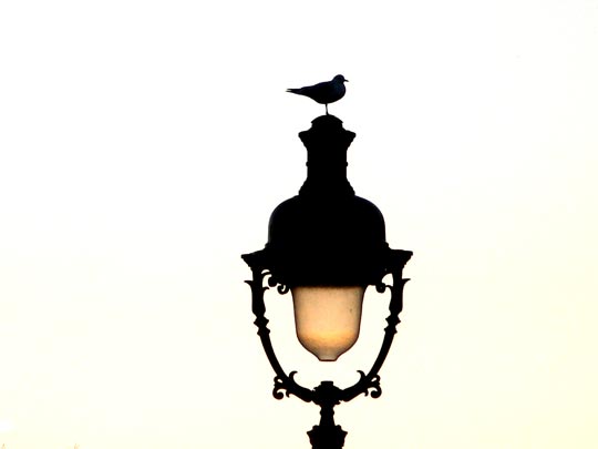  FRANCESC FÀBREGAS _ farola & ocell 