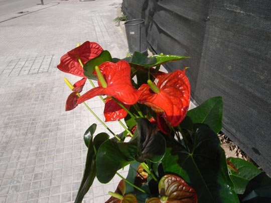  FRANCESC FÀBREGAS _ flores & destino 